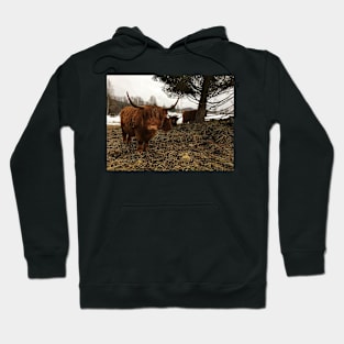 Scottish Highland Cattle Cows 2314 Hoodie